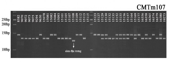 Hình 3 22 Hình ảnh nhận dạng kiểu gen của một số mẫu giống bí đỏ bằng 2
