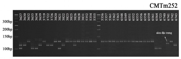 Hình 3 23 Hình ảnh nhận dạng kiểu gen của một số mẫu giống bí đỏ bằng 3