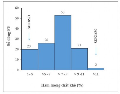 Hình 3 25 Hàm lượng chất khô cu ̉ a ca ́ c do ̀ ng F 3 và bố mẹ bí đỏ lai tạo 1