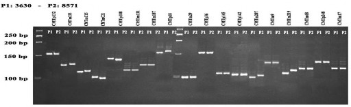 Hình 3 26 Hình ảnh nhận dan‌ g ADN để xa ́ c điṇ h chi ̉ thi c̣ ho đa hinh giư 2