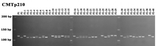 Hình 3 27 Nhân‌ dan g ADN cu ̉ a ca ́ c ca ́ thể con lai F 2 SĐK3630 x SĐK8571 với 4