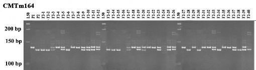 Hình 3 27 Nhân‌ dan g ADN cu ̉ a ca ́ c ca ́ thể con lai F 2 SĐK3630 x SĐK8571 với 5