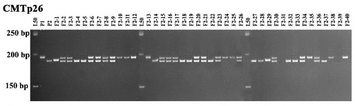 Hình 3 27 Nhân‌ dan g ADN cu ̉ a ca ́ c ca ́ thể con lai F 2 SĐK3630 x SĐK8571 với 6