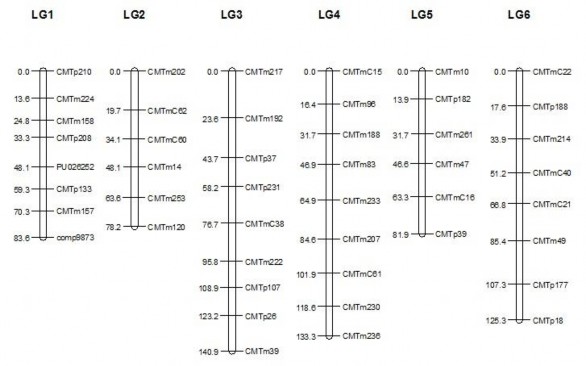 Hình 3 28 Hình ảnh bản đồ liên kết di truyền cây bí đỏ xây dựng từ quần 7