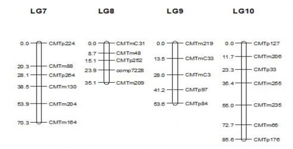 Hình 3 28 Hình ảnh bản đồ liên kết di truyền cây bí đỏ xây dựng từ quần 8