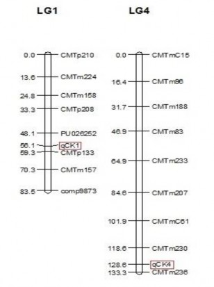 Hình 3 29 Bản đồ chi ̉ thi p̣ hân tử liên kết vơ ́ i tính trạng qui điṇ 1