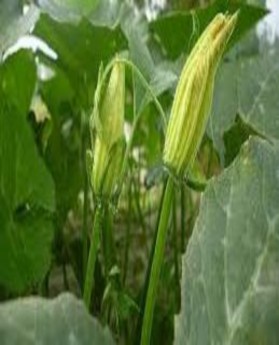 Phụ lục 1 Một số hình ảnh giống bí đỏ GIỐNG BÍ ĐỎ GÁO SĐK 3630 Ngọn bí 1