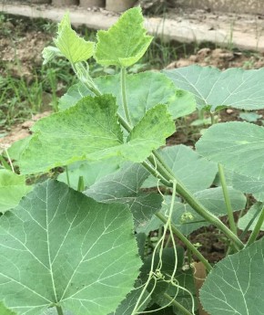 Ngọn bí Hoa Quả bí Màu thịt quả và độ dày thịt quả GIỐNG BÍ ĐỎ XÍ NHUM 2