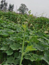 Ngọn Quả bí Màu thịt quả và độ dày thịt quả Phụ lục 2 Danh sách các 3