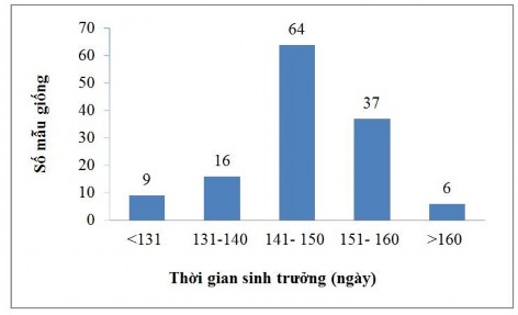 Hình 3 1 Thời gian sinh trưởng của 132 mẫu giống bí đỏ địa phương trong 4