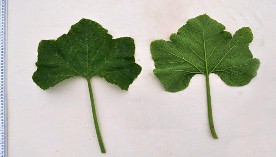 Mắc ức SĐK 8398 Má ứ SĐK 16358 Bí đỏ SĐK 8570 Bí đỏ Yên Bái SĐK 5357 Hình 3 4 1