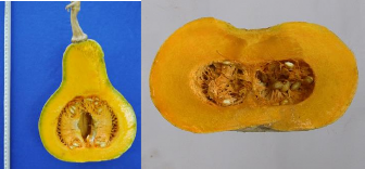 màu vàng màu cam Hình 3 9 Ảnh đại diện màu thịt quả của các mẫu giống bí 11