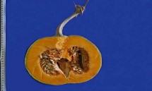 Bí đỏ nếp SĐK 6742 Bí đỏ SĐK 6559 Bí đỏ địa phương SĐK 5362 Bí đỏ SĐK 12