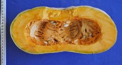 Bí đỏ SĐK 6559 Bí đỏ địa phương SĐK 5362 Bí đỏ SĐK 8570 Bí đỏ SĐK 3828 13