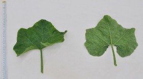 Má ứ SĐK 16358 Bí đỏ SĐK 8570 Bí đỏ Yên Bái SĐK 5357 Hình 3 4 Một số hình 2