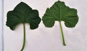 Bí đỏ SĐK 8570 Bí đỏ Yên Bái SĐK 5357 Hình 3 4 Một số hình ảnh về lá của 3