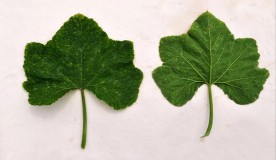 Bí đỏ Yên Bái SĐK 5357 Hình 3 4 Một số hình ảnh về lá của các mẫu giống 4