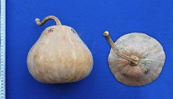 Bí đỏ SĐK 6559 Bí đỏ nếp SĐK 6742 Mắc ức SĐK 8398 Má ứ SĐK 15093 Hình 3 6 6