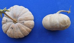 Bí đỏ nếp SĐK 6742 Mắc ức SĐK 8398 Má ứ SĐK 15093 Hình 3 6 Một số hình ảnh 7