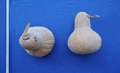 Mắc ức SĐK 8398 Má ứ SĐK 15093 Hình 3 6 Một số hình ảnh về hình dạng quả 8