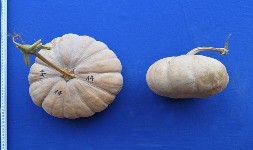 Má ứ SĐK 15093 Hình 3 6 Một số hình ảnh về hình dạng quả của tập đoàn bí 9