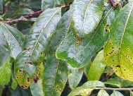 Bệnh đốm lá Bệnh gỉ sắt Bệnh nấm hồng Hình 3 5 Một số bệnh hại trên 1