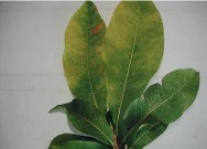 Bệnh đốm lá Bệnh gỉ sắt Bệnh nấm hồng Hình 3 5 Một số bệnh hại trên 2