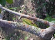 Bệnh đốm lá Bệnh gỉ sắt Bệnh nấm hồng Hình 3 5 Một số bệnh hại trên 3