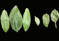 Bọ trĩ hại lá Nhện đỏ hại lá Rệp sáp hại lá Hình 3 6 Một số sâu hại 4