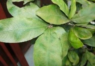 Bọ trĩ hại lá Nhện đỏ hại lá Rệp sáp hại lá Hình 3 6 Một số sâu hại 5