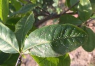 Bọ trĩ hại lá Nhện đỏ hại lá Rệp sáp hại lá Hình 3 6 Một số sâu hại 6