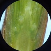 Nụ hình thành được 40 ngày Nụ hình thành được 70 ngày Nụ hình thành được 1