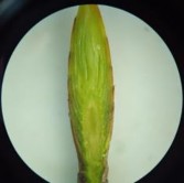 Nụ hình thành được 40 ngày Nụ hình thành được 70 ngày Nụ hình thành được 2