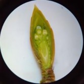 Nụ hình thành được 70 ngày Nụ hình thành được 90 ngày Nụ hình thành được 3