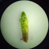 Nụ hình thành được 70 ngày Nụ hình thành được 90 ngày Nụ hình thành được 4