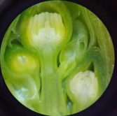 Nụ hình thành được 90 ngày Nụ hình thành được 100 ngày Hình 3 7 Quá trình 5