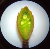 Nụ hình thành được 90 ngày Nụ hình thành được 100 ngày Hình 3 7 Quá trình 6