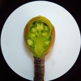 Nụ hình thành được 100 ngày Hình 3 7 Quá trình hình thành nụ và sự phát triển 7