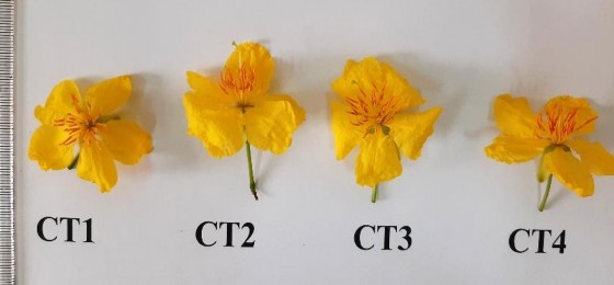 Hình 3 8 Hoa mai vàng Yên Tử ở các công thức xử lý nhiệt độ Độ bền chậu 1