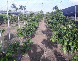 Chuẩn bị giá thể Trồng cây Thí nghiệm Đo kích thước nụ Đo đường kính tán 1