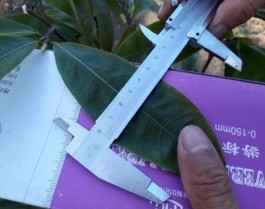 Xử lý nhiệt độ trong nhà lưới Hoa được phun GA3 nồng độ 40ppm 10