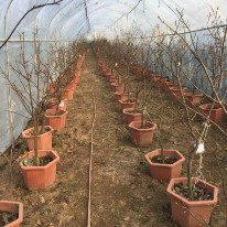 Rộng lá Xử lý nhiệt độ trong nhà lưới Hoa được phun GA3 nồng độ 40ppm 11