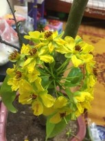 Rộng lá Xử lý nhiệt độ trong nhà lưới Hoa được phun GA3 nồng độ 40ppm 12