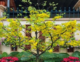 Chuẩn bị giá thể Trồng cây Thí nghiệm Đo kích thước nụ Đo đường kính tán 2