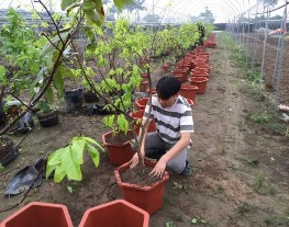 Đo kích thước nụ Đo đường kính tán TN đo chiều cao cây TN đo đường kính 4