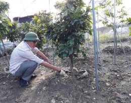 TN đo chiều cao cây TN đo đường kính thân TN đo chiều dài lá TN đo chiều rộng 6