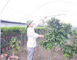 TN đo chiều dài lá TN đo chiều rộng lá Xử lý nhiệt độ trong nhà lưới Hoa 7