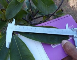 Xử lý nhiệt độ trong nhà lưới Hoa được phun GA3 nồng độ 40ppm 9