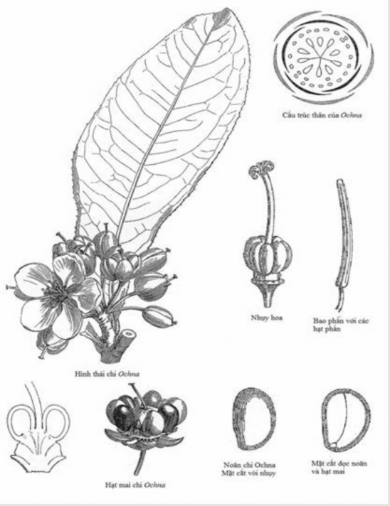 Hình 2 2 Hình thái giải phẫu hoa của chi Ochna Nguồn L Watson và M J Dallwitz 1991 Năm 1