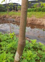 MV1 MV2 MV3 MV4 MV5 MV6 MV7 MV8 MV9 MV10 Hình 3 1 Thân các giống mai trong nghiên cứu 1